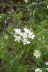 Orlaya grandiflora, Orlaya à grandes fleurs