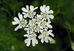 Orlaya grandiflora, Orlaya à grandes fleurs