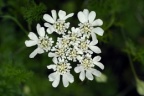 Orlaya grandiflora, Orlaya à grandes fleurs