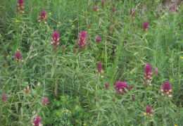 Melampyrum arvense, Mélampyre des champs