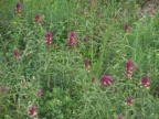 Melampyrum arvense, Mélampyre des champs