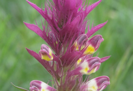 Melampyrum arvense, Mélampyre des champs