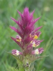 Melampyrum arvense, Mélampyre des champs