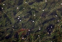 Elodea canadensis, Elodée du Canada
