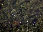 Elodea canadensis, Elodée du Canada
