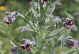 Cynoglossum officinale, Cynoglosse officinal