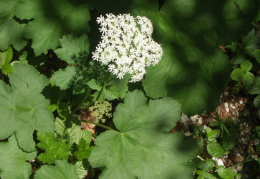 Heracleum sphondylium subsp. alpinum, Berce du Jura