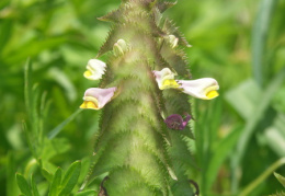 Melampyrum cristatum, Mélampyre à crêtes