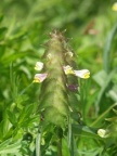 Melampyrum cristatum, Mélampyre à crêtes