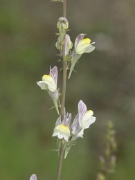 Linaria repens x vulgaris
