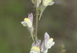 Linaria repens x vulgaris