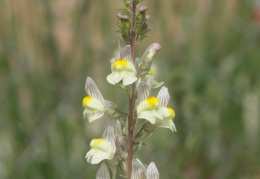 Linaria repens x vulgaris