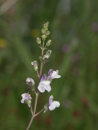 Linaria repens, Linaire striée