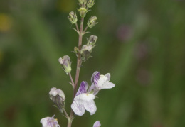 Linaria repens, Linaire striée