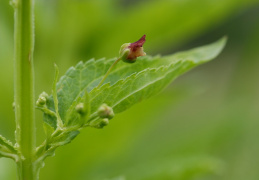 Scrophularia umbrosa, Scrophulaire des ombrages