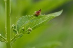 Scrophularia umbrosa, Scrophulaire des ombrages