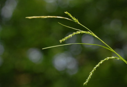 Carex strigosa, Laiche maigre