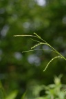 Carex strigosa, Laiche maigre
