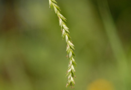 Carex strigosa, Laiche maigre