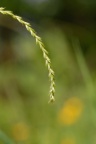 Carex strigosa, Laiche maigre