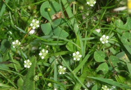 Sagina saginoides, Sagine des Alpes