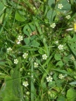 Sagina saginoides, Sagine des Alpes