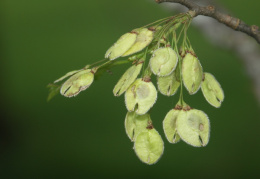 Ulmus laevis, Orme lisse