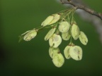 Ulmus laevis, Orme lisse