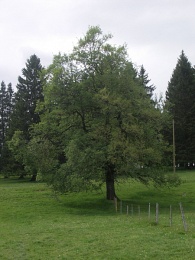Ulmus laevis, Orme lisse