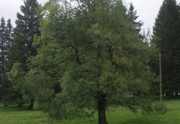 Ulmus laevis, Orme lisse