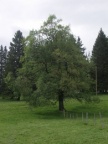 Ulmus laevis, Orme lisse