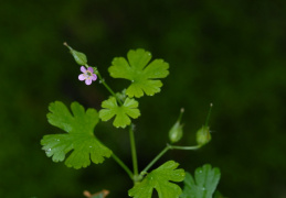 Geranium lucidum, Géranium luisant