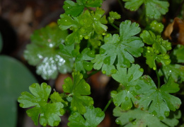 Geranium lucidum, Géranium luisant