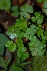 Geranium lucidum, Géranium luisant