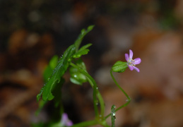 Geranium lucidum, Géranium luisant