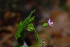 Geranium lucidum, Géranium luisant
