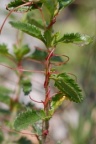 Cuscuta epithymum, Cuscute du thym