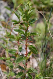 Cuscuta epithymum, Cuscute du thym