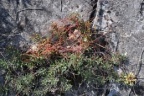 Cuscuta epithymum, Cuscute du thym