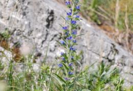 Echium vulgare, Vipérine commune