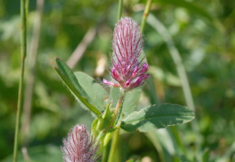 Trifolium rubens, Trèfle pourpre