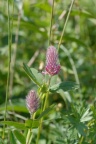 Trifolium rubens, Trèfle pourpre