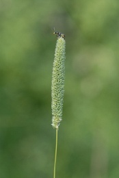 Phleum phleoides, Phléole blanchâtre