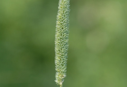 Phleum phleoides, Phléole blanchâtre