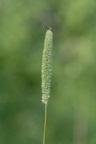 Phleum phleoides, Phléole blanchâtre