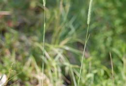 Phleum phleoides, Phléole blanchâtre