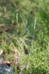 Phleum phleoides, Phléole blanchâtre