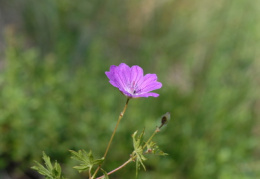 Geranium sanguineum, Géranium sanguin