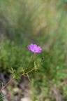 Geranium sanguineum, Géranium sanguin