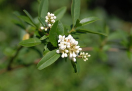 Ligustrum vulgare, Troène vulgaire